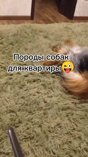 Small Fluffy Dog Breeds: Playful and Adorable Moments