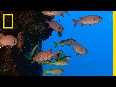 These are the Ocean's Protected Areas—and We Need More | National Geographic
