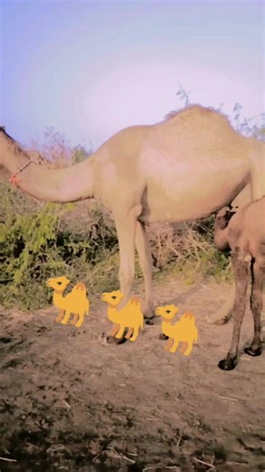 🐪🐪🐪🐪🐪🐪🐪🐪🐪🐪🐪🐪🐪🐪🐪🐪🐪🐪🐪🐪🐪🐪🐪🐪🐪🐪🐪🐪🐪🐪🐪🐪🐪🐪🐪🐪🚗