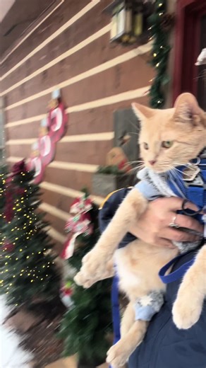 Dobby says she’s not a cold weather kind of cat 🥶 #cats #coldweather