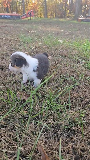 1.2K views · 31 reactions | This is Male #2 of Matilda and Loki's litter, aka "Scrappy" because he's the runt of the litter, but he is catching up and holding his own! They are almost 5 weeks old! | Parish Pembroke Welsh Corgis | Facebook