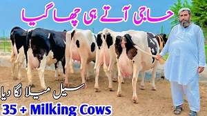 135K views · 3.8K reactions | 35 LITER Milking Record Cow | Big Udder Cow | Highest Milking Cows | Pure HF breed Cow | New Cow Video 2025 #cows #cowfarm #jhangjanwarmandi #dairyfarming #hfcow #MilkingCows #bigcow | Jhang Janwar Mandi | Facebook