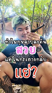ทำไมกุหลาบลงดินสวย แต่ในกระถางกลับแย่? . #สนใจสั่งซื้อต้นกุหลาบ ปรึกษาเรื่องกุหลาบ ติดต่อ ☎️โทร : 083-3202868 หรือ 080-1218924 ไลน์ (LINE) 👉👉http://line.me/ti/p/~au27.cm ข้อความเพจ 👉http://m.me/familyrosegarden . #การเลี้ยงกุหลาบ #ปลูกกุหลาบ #ขายต้นกุหลาบ #กุหลาบสายพันธุ์นำเข้า #กุหลาบต่างประเทศ #กุหลาบญี่ปุ่น #กุหลาบ #Rose #แต่งสวน #จัดสวน #ทำสวน #กุหลาบอังกฤษ #สวนกุหลาบ #การดูแลกุหลาบ #เปลี่ยนดินกุหลาบ #ดินแน่นรากไม่เดิน #ฟื้นฟูกุหลาบ #กุหลาบไม่โต #ปลูกกุหลาบ #กระถางกุหลาบ | Family Rose Gar