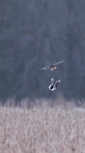 We’re flooded corn field ready! Have a great weekend everyone! 🦆 #DrakeWaterfowl #AlwaysInSeason Reel by Wall Media | Drake Waterfowl Systems