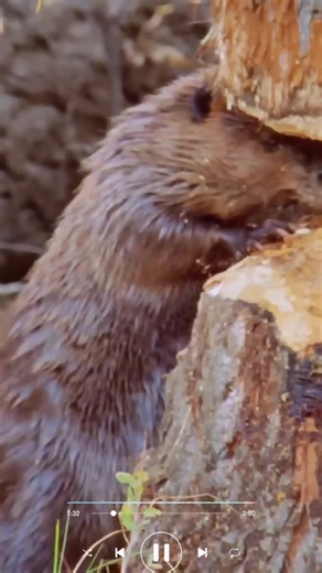 #usa🇺🇸 #knowledge