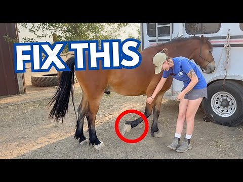 Quick Fixes For a Horse That Pulls Its Feet Away