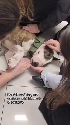 Os vídeos de Carinho de Bicho Hospital (@carinhodebichohospital) com Love Him Better - Norma Lee Wilde & Jessica Michelle Singleton