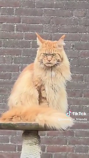 Understanding Maine Coons: A Guide to Grumpy Cats