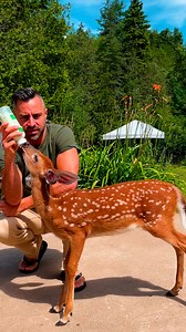This orphaned baby deer wandered into the exact right backyard Jeff told us how this little fawn chose him as her temporary dad — and what happened on the happiest day of his life! Keep up with Jeff on Instagram: thedo.do/jeffletendre | The Dodo