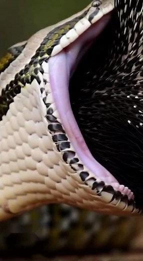 Python Eats Porcupine Mother and 2 Babies Unbelievable Wild Animal Attack