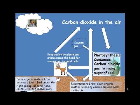 Carbon Oxygen Cycle