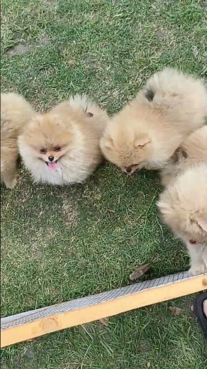 Pomeranian puppies sit down sale at pets4homes
