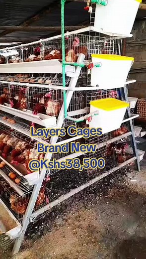 Besthatch Incubators on TikTok