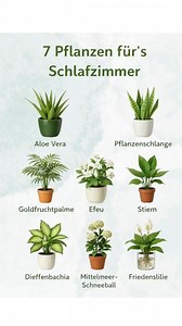 🌙 7 Pflanzen für ein besseres Schlafzimmerklima 🌙🌿 Das Schlafzimmer ist der Ort der Ruhe und Erholung. Um den Raum nicht nur schön zu gestalten, sondern auch die Luftqualität zu verbessern und den Schlaf zu fördern, sind bestimmte Zimmerpflanzen ideal. Hier sind sieben Pflanzen, die perfekt in dein Schlafzimmer passen: 1️⃣ Aloe Vera Diese Pflanze ist nicht nur pflegeleicht, sondern wirkt auch lufterfrischend. Aloe Vera gibt nachts Sauerstoff ab und ist bekannt für ihre heilenden Eigenschaften