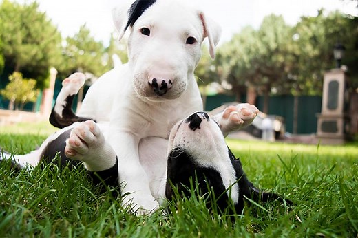 Keep Your Puppy Active and Out of Trouble With Stimulation and Exercise