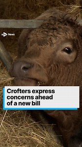 Crofting is about working the land, producing food, and creating communities in some of Scotland’s most remote locations. It has been a practice for hundreds of years but crofters fear it could be lost if new government legislation doesn’t address key concerns within their sector. #news #crofting #farming | STV News