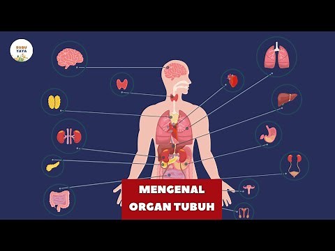 Getting to Know the Human Body Organs and Their Functions | Children's Learning Education Videos