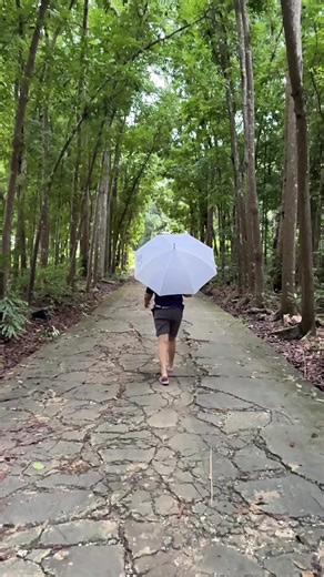 Mini man-made forest #fbreelsfypシ゚ #manmadeforest @highlight | Fe Sibay