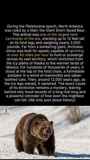 Meet the Giant Short-faced Bear, a 2,000-pound predator that sprinted at 40 miles per hour. #history #ancienthistory #megafauna | Ancient Revealed