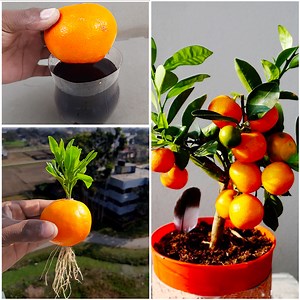 90K views · 1.1K reactions | Simple way to grow orange plant at home from fruit || Water propagation method for planting | DIY IndoorGarden | Facebook