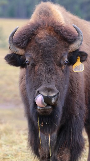 58 reactions | DID YOU KNOW?! 怜 Bison have long, muscular tongues up...