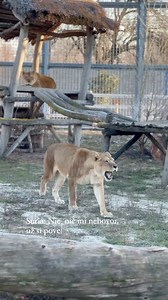 14K views · 189 reactions | Keď sa “dohovárajú” levy…  zapnite si...