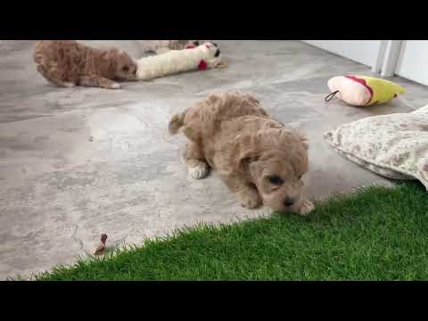 Kate’s Christmas Cavapoochon Puppies!