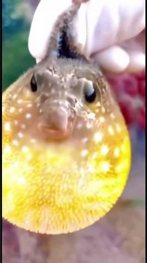 Puffer fish amazing Facts You Didn't Know