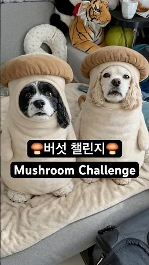 요즘 유행하는 강아지 버섯코스튬 챌린지 #MushroomChallenge