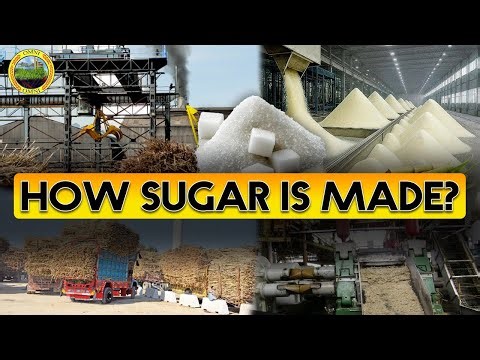 How Sugar Is Made in Mills? | Sugar Mills Manufacturing Process | How It’s Made | Omni Group