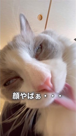 The result of the cat grooming itself in an awkward position