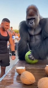 🔥 STRENGTH TEST 🔥 GORILLA vs BODYBUILDER — POWER CHECK Built in the gym. Born in the wild. One trains muscles. The other carries raw force. 💥 A simple challenge turned into a clear lesson — there are levels to strength. ⚠️ Disclaimer: This video is created using AI. We do not give life — only Allah is the Creator. We cannot give life to any living being. | Kuchkar