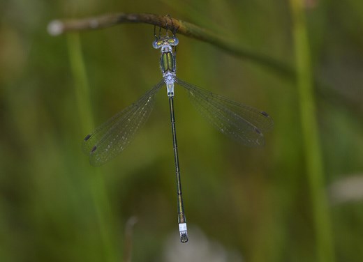 Emerald Damselfly - British Dragonfly Society