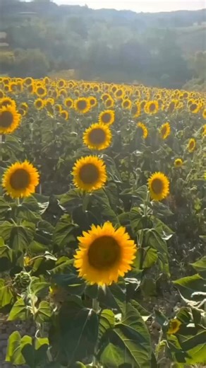 Sunflower obsessed on Instagram: "“Sunshine, petals, and positive vibes only 🌻💛 Follow @sunflower_obs and for more golden moments like this! ✨ Let the blooms brighten your day 💐 #sunflowerlove” #sunflower #sunflowers #sunflowerfield #sunflowerbouquet #sunflowerseason #sunflowersofinstagram #sunflowervibes #sunflowerlover #sunflowerphotography #flowerpower #flowerstagram #bloomingbeautiful #yellowvibes #naturelovers #flowersofinstagram #girasoles🌻 #girasol #aestheticfeed #viralpost #explorepa