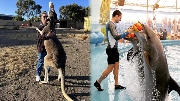 Surviving Aggressive Animals: What You Need To Know