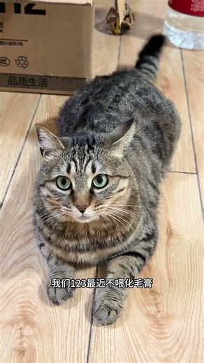China's Native Tabby Cats: The Ultimate Cutie Showdown
