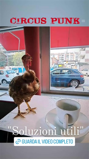 Circus Punk su TikTok