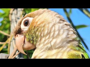 Cinnamon conure sounds : The sound of a male bird calling for a female bird.