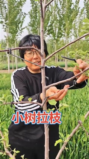 Branch training and shaping for saplings: using a branch training tool #AppleGrowth#FruitTreesBranch