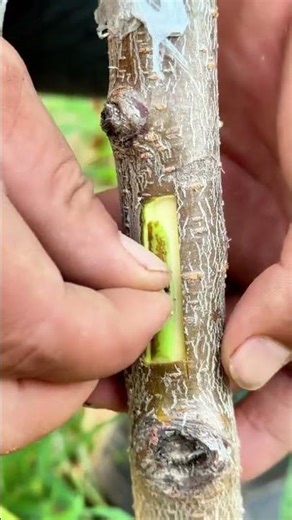Best method and unique ideas for the grafting of fruit trees #grafting #plants #garden #tree​