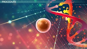 Germline Gene Therapy | Definition, Types & Ethics