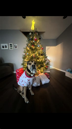 A Very Shady Christmas Celebration