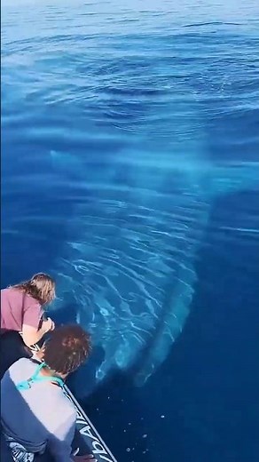 Whales Explained 😱 The Largest Ocean Animals
