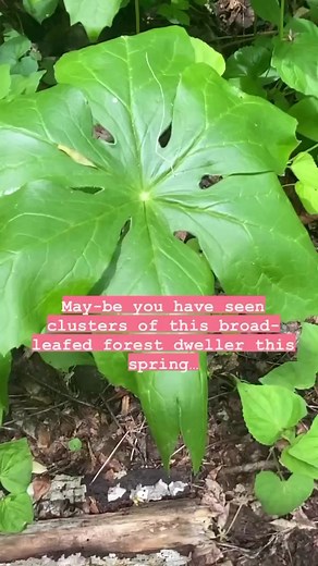 2.5K views · 38 reactions | Podophyllum peltatum, or Mayapple, Is an...