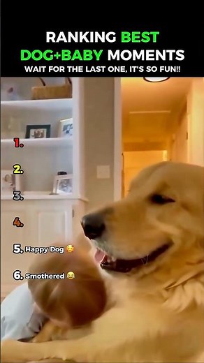 Dogs Love Babies: Dogs Being Adorable Part 268 😂🥰
