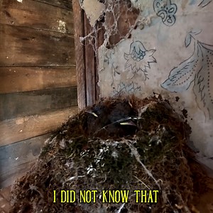 Inside this 100 year old house, there’s a thick layer of rat droppings across the floor, and I’ve come prepared with a shop vac, gloves, and a mask to start cleaning. These houses are often overlooked and left to rot—but we’re working to save this one. But just as I start making progress... I have to stop. #oldhousediscovery #unexpectedfind #historichomes #cleanupsurprise | Adventures Into History