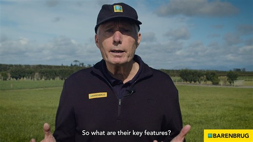Want grass that works harder for your farm? Hybrid ryegrass brings persistence, performance, and flexibility — and in this short video, Graham Kerr explains exactly where it fits and why it delivers. Watch the video, give it a like, and follow us for more practical pasture management tips. #HybridHeroes #Shogun #Forge #NZFarming #GrowWithConfidence #BarenbrugNZ | Barenbrug NZ