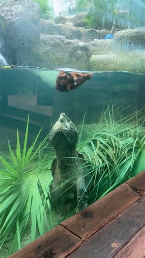 Brevard Zoo on Instagram: "Capone the alligator snapping turtle got the chance to dine on a particularly unique meal (for him!): a whole chicken! His animal care team gave him the experience of "stumbling" across a carcass to encourage those instinctive behaviors of tearing and chomping at his food. In addition to being stimulating for Capone mentally and physically, feeding him whole prey items gives him a range of nutrients and fiber naturally."