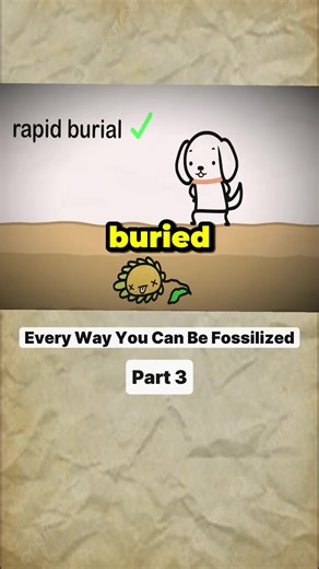 Understanding Fossilization: The Process and Examples