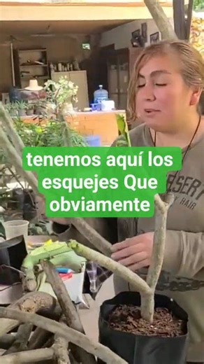 Reproduccion por esqueje | Huastequito Serrano